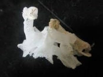 Amazon.co.jp: 深海キヌアミカイメンsp貝殻貝標本カニ図鑑オブ