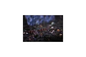 Live Fish - Giant Kuhli Loach - X3 Deal