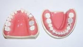 NISSIN 歯科用 シンプルマネキン 模型 歯科衛生士 NISSIN 顎模型 シンプルマネキン 歯科衛生士 - メルカリ