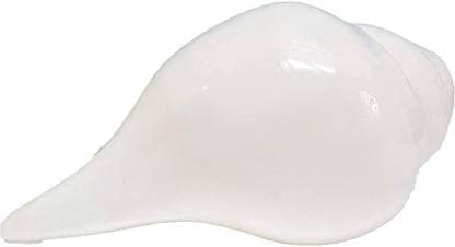 Vamvarti Shankh Natural Conch Shell for Pooja and Blowing, Bajne wala White Shankha, Lakshmi Sangu Medium Size 5 Inch