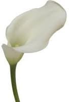 Bulk Mini Callas | White | 100