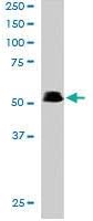 PAB6220 - - Anti-PAX5 Goat Polyclonal Antibody - Each (100µG)