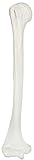 List of Human Bones 10 Axis Scientific Humerus Bone Model | Right | Cast from a Real Human Humerus Bone l Upper Arm Bone Model Has Realistic Texture and Important Bony Landmarks | Includes Product Manual, Cauldron Bones