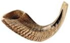 Rams Horn Shofar 14-15 In.
