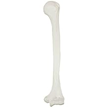 Axis Scientific Left Humerus Bone Model - Detailed Replica with Natural Textures & Anatomical Landmarks of The Human Humerus, Includes Comprehensive Product Manual
