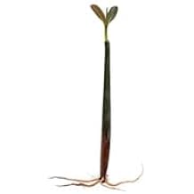 Red Mangrove Propagules Rhizophora Mangle Freshwater Brackish Marine