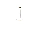 Red Mangrove Rhizophora Mangle Live Aquarium Plant 2 Plants Bare Root, Freshwater Brackish Terrarium Plant