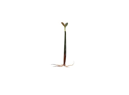 Red Mangrove Rhizophora Mangle Live Aquarium Plant 2 Plants Bare Root, Freshwater Brackish Terrarium Plant