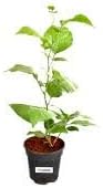 SANJU Live Bel Patra, Indian Bel (Aegle marmelos) Beal fruit Plant Outdoor PLANT