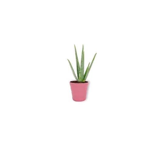 Aloe Vera växt – krukväxt i rosa plantkruka – höjd +/- 25 cm inklusive kruka – 12 cm diameter (kruka) – riktig växt luftrenande växt inte ätbar