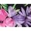 متعدد الأسود