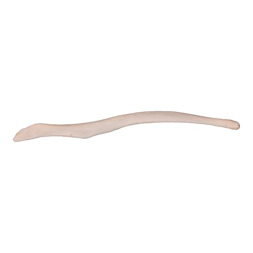 Red Fox Baculum (6.5cm) (Natural Bone)