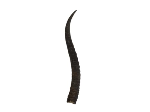 Real Springbok Horn: Medium 6