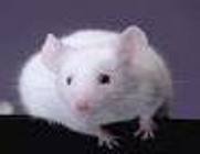 Mouse Quick genotyping DNA Preparation kit (for 650 Tails, 2x50ml)