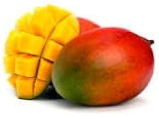 شتلات ماجو - مطعم جاهزة علي زراعة والأثمار (صنف كنت)