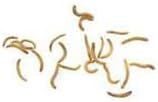 1000ct Live Mealworms, Reptile, Birds, Chickens, Fish Food (Mini)