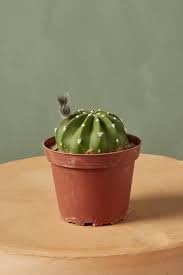 Easter Lily Cactus - 1 Live Starter Plant - Echinopsis