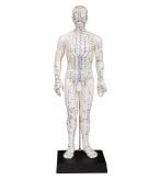 Male Acupuncture Model 20" with Chinese and English Points
