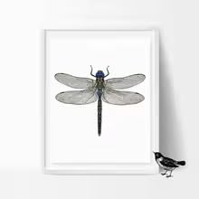 BMGKYAGL Dragonfly Art Print Poster Wall Pictures For Home Decor Dragonfly Canvas Painting Modern Wall Decor (60x90cm / Inner Frame)
