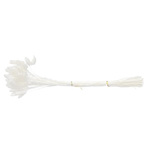 Bouquet de flores secas Rabbit Tail Grass blanco 50 tallos miniatura 1