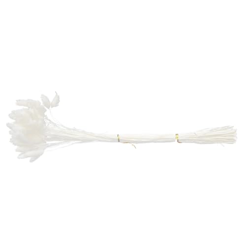 Bouquet de pasto seco cola de conejo blanco 50 pcs miniatura 1