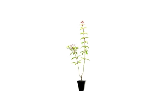 Firebush Dwarf I 3 Live Plants I Hamelia Patens Compactal Vibrant Red-Orange Blooms,...