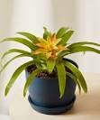 Mphmi Guzmania Flowers (Yellow) - Plant (B08SWHW6SV) Amazon Price History, Amazon Price Tracker