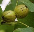 Shagbark Hickory Tree