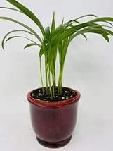 Red Ceramic Pot Plant Collection by JMBAMBOO Areca Palm