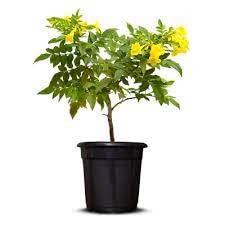 Sponsored Ad - Mphmi Live Plants Nursery Garden Tabebuia argentea, Tecoma argentea - Plant
