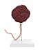 Axis Scientific Placenta Model with Removable Umbilical Cord Anatomical Model