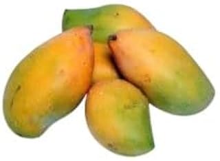 شتلات ماجو مطعم - صنف صديقة