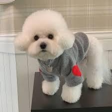 Pet Dog Turtleneck Sweater, with Red Heart Design, Dog Cat shirt x-small, 24 cm, Grey