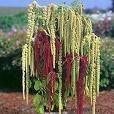 150 Amaranthus Green Tails Amaranthus Caudatus Flower Seeds 150 Amaranthus Green Tails Amaranthus Caudatus Flower Seeds