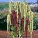 150 AMARANTHUS GREEN TAILS Amaranthus Caudatus Flower Seeds