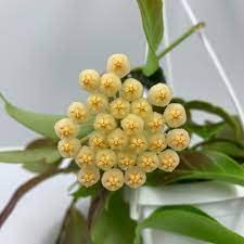 See full amazon price history chart for greEen Earth Hoya Sunrise Wax Plant Porcelain Flower 1 Small Live Plant greEen Earth Hoya Sunrise Wax Plant Porcelain Flower 1 Small Live Plant (B09TY15F14) Amazon Price History, Amazon Price Tracker