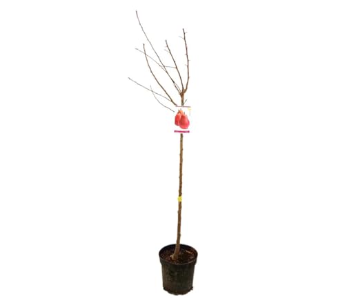 PERAL MAGALLÓN M25 150CM | ARBOL FRUTAL | PLANTA NATURAL