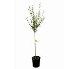 Garden Center Shop | Olivo Hojiblanca M25 | Árbol Frutal Oleícola | Variedad Resistente a Sequía y Suelos Calizos | Ideal Jardines Mediterráneos