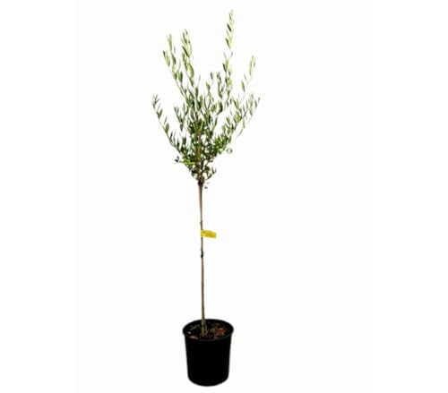 Garden Center Shop | Olivo Hojiblanca M25 | Árbol Frutal Oleícola | Variedad Resistente a Sequía y Suelos Calizos | Ideal Jardines Mediterráneos