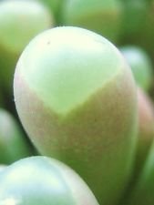 Fenestraria Aurantiaca, Rare Window Exotic mesembs Rock Baby Toes Seed 50 Seeds