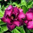 GREEN ISLAND Adenium Desert Rose Grafted Flower Live Plant with pot (Violet) (B0BM62684T) Amazon Price History, Amazon Price Tracker