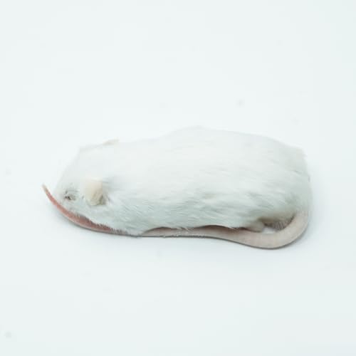 冷凍マウス アダルトマウス LL(30g?40g)×10匹 爬虫類・猛禽類 餌 ヘビ ボールパイソン コーンスネーク フクロウ 冷凍餌【yaneurat】