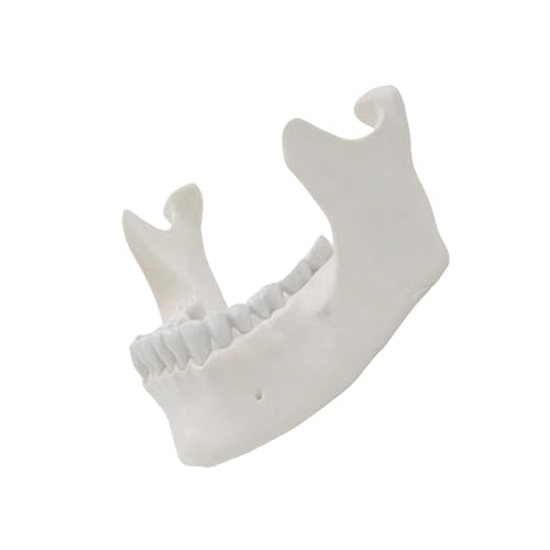 1:1 Lower Jaw Model Medicals Teaching Tool Mandible Anatomy Inferior Maxilla Anatomical Tool for School Teaching
