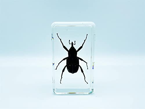 Image of Assorted Styles of Beetle and Insect Specimens, Clear Amber Resin Material Ideal for Kids' Science Education, Collecting, and Home Decoration 2.4″*1.4″*0.7″ (No.34)