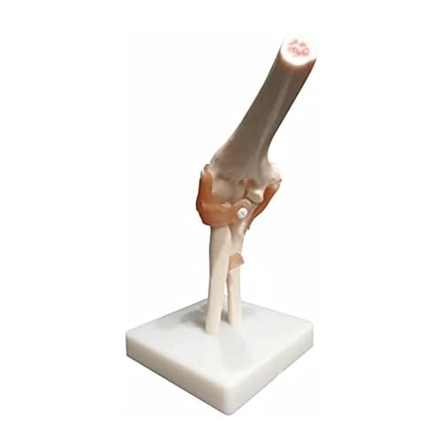Modèle articulé de coude squelette en PVC anatomie médicale AMITD