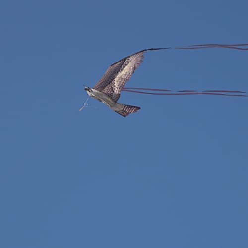 X Kites Birdsofprey® Falcon Nylon Bird Kite, 50 Inches Wide #TOP5