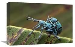 12 x 18 in. True Weevil Pair Mating, Kikori Delta, Papua New Guinea Art Print - Gerry Ellis