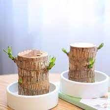 brazilian lucky wood – indoor airr-purifying feng shui plant for prosperity | low maintenance ornamental bonsai, lucky wood plant (pack of 1 plant)