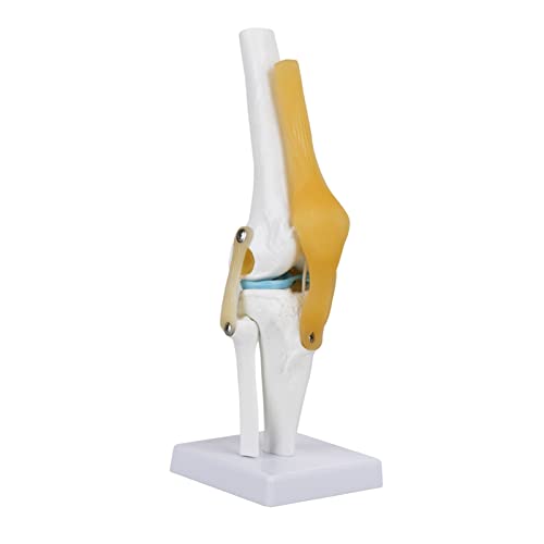 QANYEGN Human Knee Anatomy Model, Knee Joint Model, Anatomical Knee Joint for Doctors Office, Classroom Demonstration, Study