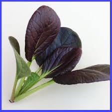 CAVOLO KOMATSUNA ROSSO NR.300 SEMI